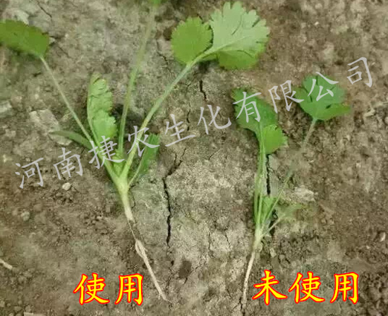 香菜肥料,香菜叶面肥,香菜种植