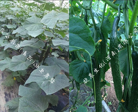 黄瓜用肥,黄瓜叶面肥,黄瓜长势弱