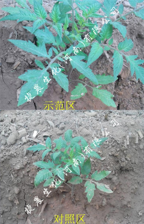 西红柿肥料,西红柿养根,西红柿根系不好