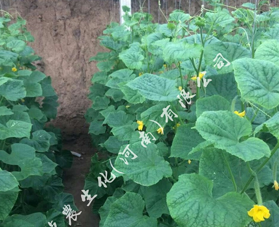 黄瓜用肥,黄瓜叶面肥,黄瓜长势弱
