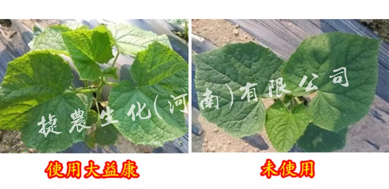 黄瓜死苗,黄瓜叶面肥,黄瓜种植