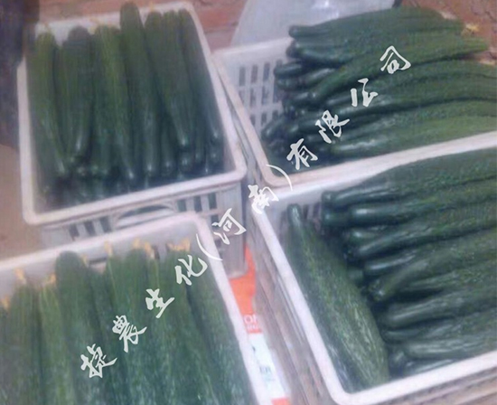 黄瓜用肥,黄瓜叶面肥,黄瓜长势弱