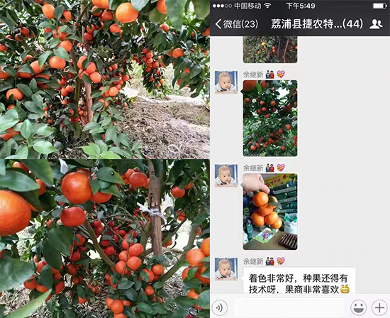 柑橘着色,柑橘种植,柑橘施肥