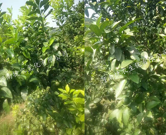 柑橘保花保果,保花保果叶面肥,柑橘肥料
