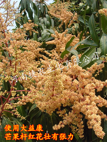 芒果花杆红,芒果花杆红肥料,芒果种植