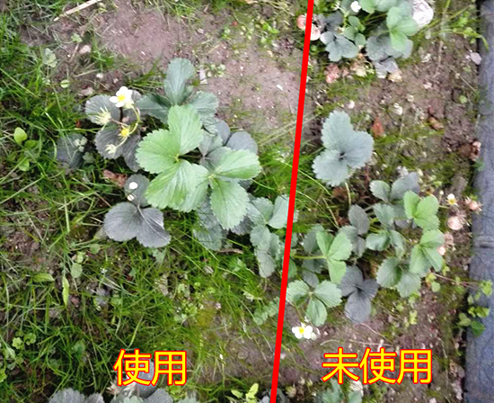 草莓肥料,草莓施肥,草莓长势好
