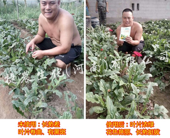 非洲菊根腐病,非洲菊肥料,非洲菊种植