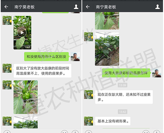 五彩椒施肥,五彩椒肥料,辣椒肥料
