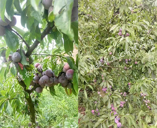 李子着色,李子种植,李子水溶肥