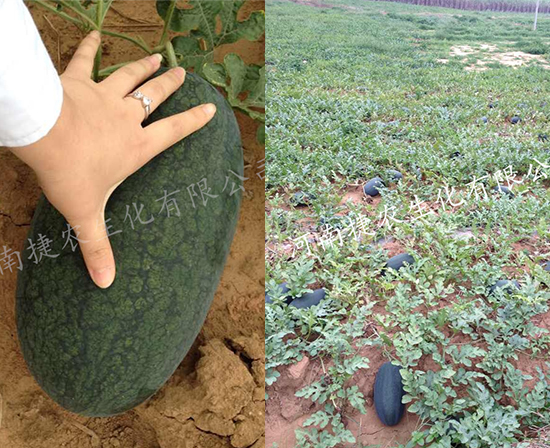 西瓜叶面肥,种植西瓜,西瓜肥料