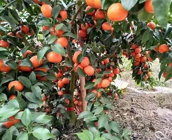柑橘着色,柑橘种植,柑橘施肥