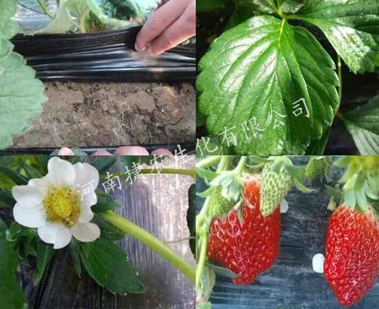 草莓肥料,草莓水溶肥,草莓种植