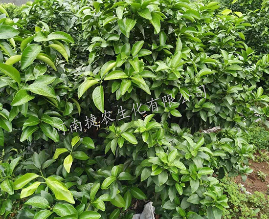 柑橘花芽分化,柑橘用肥,柑橘施肥