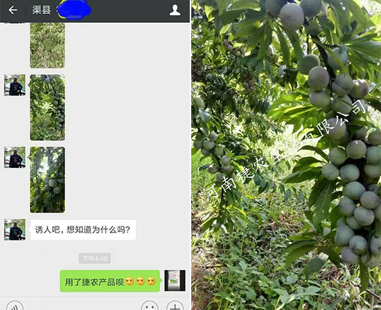 李子着色,李子种植,李子水溶肥