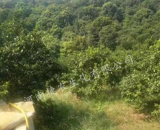 柑橘保花保果,保花保果叶面肥,柑橘肥料