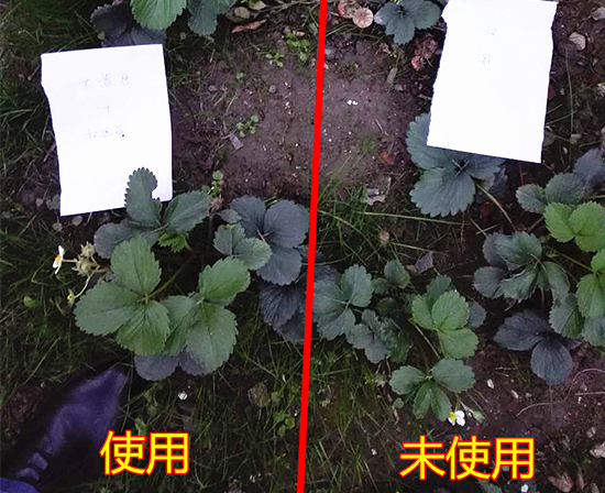 草莓肥料,草莓施肥,草莓长势好