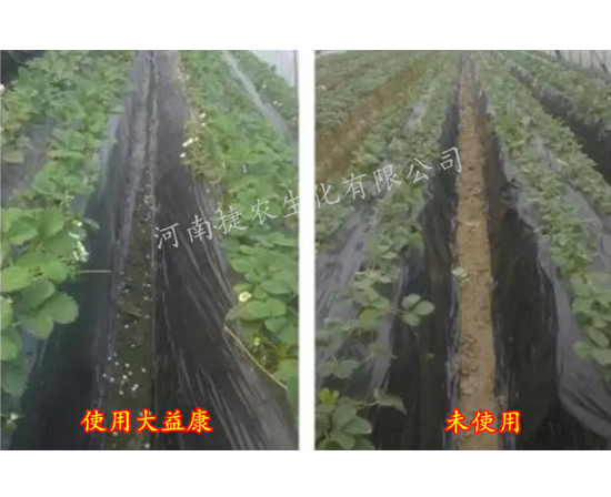 草莓肥料,草莓水溶肥,草莓种植