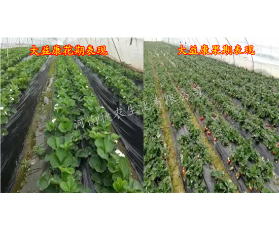草莓肥料,草莓水溶肥,草莓种植