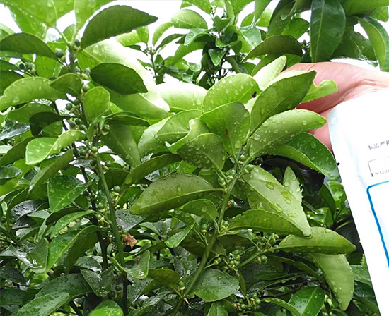 柑橘保果,柑橘肥料,柑橘叶面肥