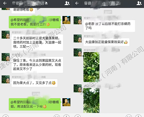 沙糖桔膨果,沙糖桔施肥,沙糖桔保果