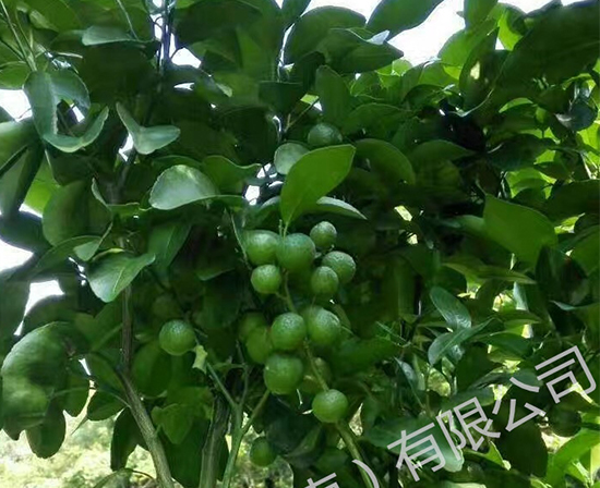 沙糖桔膨果,沙糖桔施肥,沙糖桔保果