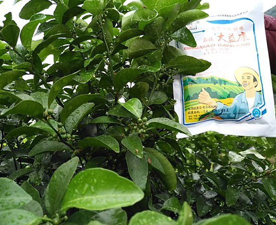 柑橘保果,柑橘肥料,柑橘叶面肥