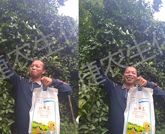 柑橘施肥,柑橘高磷高钾肥,柑橘水溶肥