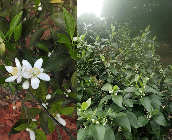 柑橘催花,柑橘叶面肥,柑橘花芽分化