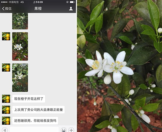 柑橘催花,柑橘叶面肥,柑橘花芽分化